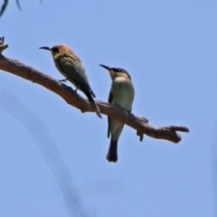 Merops ornatus at Paddys River, ACT - 24 Jan 2019