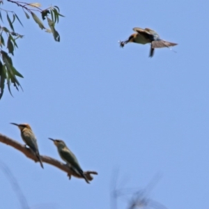 Merops ornatus at Paddys River, ACT - 24 Jan 2019