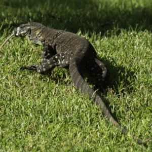 Varanus varius at Little Forest, NSW - 25 Jan 2019