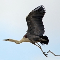 Ardea pacifica (White-necked Heron) at Paddys River, ACT - 23 Jan 2019 by RodDeb