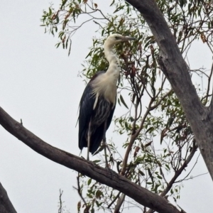 Ardea pacifica at Paddys River, ACT - 24 Jan 2019