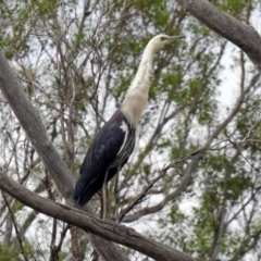 Ardea pacifica at Paddys River, ACT - 24 Jan 2019