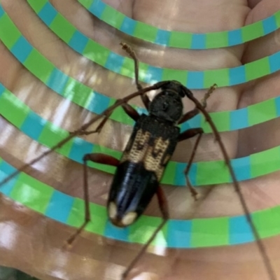 Phoracantha semipunctata (Common Eucalypt Longicorn) at Weston, ACT - 25 Jan 2019 by AliceH