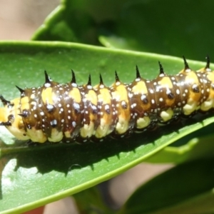 Papilio anactus at Spence, ACT - 25 Jan 2019 11:16 AM