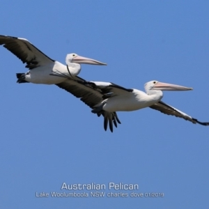 Pelecanus conspicillatus at Culburra Beach, NSW - 22 Jan 2019