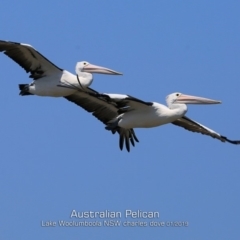 Pelecanus conspicillatus (Australian Pelican) at Jervis Bay National Park - 21 Jan 2019 by Charles Dove
