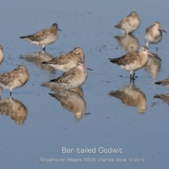 Limosa lapponica (Bar-tailed Godwit) at Comerong Island, NSW - 21 Jan 2019 by Charles Dove