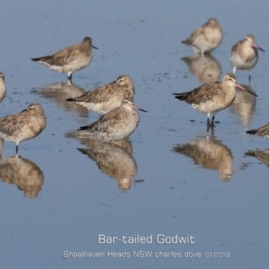 Limosa lapponica at Comerong Island, NSW - 22 Jan 2019