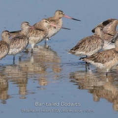 Limosa lapponica at Comerong Island, NSW - 22 Jan 2019