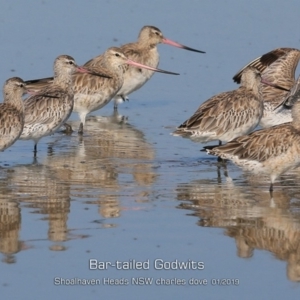 Limosa lapponica at Comerong Island, NSW - 22 Jan 2019