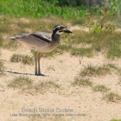 Esacus magnirostris (Beach Stone-curlew) at Wollumboola, NSW - 21 Jan 2019 by CharlesDove