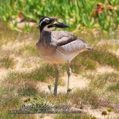 Esacus magnirostris at Wollumboola, NSW - 22 Jan 2019