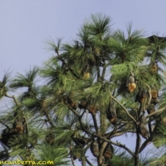 Pteropus poliocephalus (Grey-headed Flying-fox) at Parkes, ACT - 25 Jan 2019 by JonSteinbeck