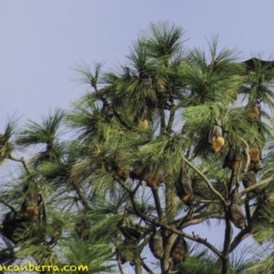 Pteropus poliocephalus (Grey-headed Flying-fox) at Parkes, ACT - 25 Jan 2019 by JonSteinbeck