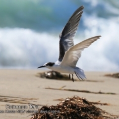 Sterna hirundo (Common Tern) at Comerong Island, NSW - 22 Jan 2019 by CharlesDove