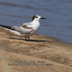 Sterna hirundo at Comerong Island, NSW - 22 Jan 2019 12:00 AM