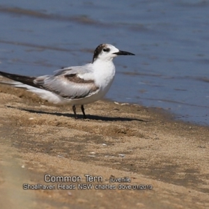 Sterna hirundo at Comerong Island, NSW - 22 Jan 2019