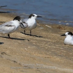 Sterna hirundo at Comerong Island, NSW - 22 Jan 2019 12:00 AM