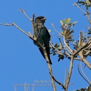 Eurystomus orientalis at Shoalhaven Heads, NSW - 22 Jan 2019