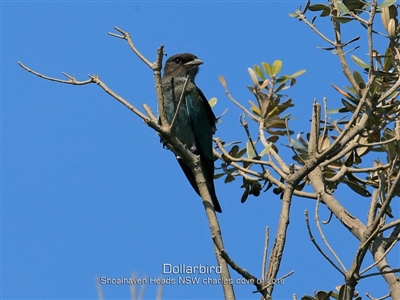 Eurystomus orientalis (Dollarbird) at Shoalhaven Heads, NSW - 21 Jan 2019 by CharlesDove