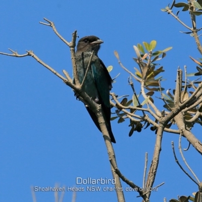 Eurystomus orientalis (Dollarbird) at Shoalhaven Heads, NSW - 21 Jan 2019 by Charles Dove