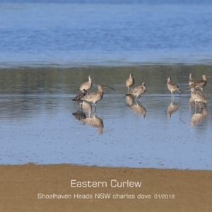 Numenius madagascariensis at Comerong Island, NSW - 22 Jan 2019