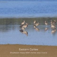 Numenius madagascariensis (Eastern Curlew) at Comerong Island, NSW - 21 Jan 2019 by Charles Dove