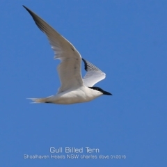 Gelochelidon macrotarsa (Australian Tern) at Shoalhaven Heads Bushcare - 21 Jan 2019 by Charles Dove