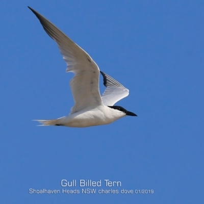 Gelochelidon macrotarsa (Australian Tern) at Comerong Island, NSW - 22 Jan 2019 by CharlesDove