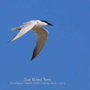 Gelochelidon macrotarsa at Comerong Island, NSW - 22 Jan 2019