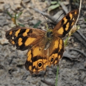 Heteronympha solandri at Cotter River, ACT - 25 Jan 2019