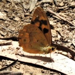 Heteronympha solandri at Cotter River, ACT - 25 Jan 2019 11:18 AM