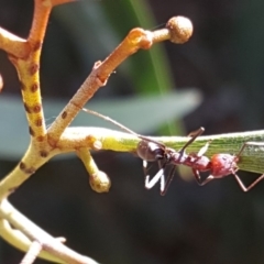 Iridomyrmex purpureus (Meat Ant) at Isaacs, ACT - 24 Jan 2019 by Mike