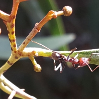 Iridomyrmex purpureus (Meat Ant) at Isaacs Ridge and Nearby - 24 Jan 2019 by Mike