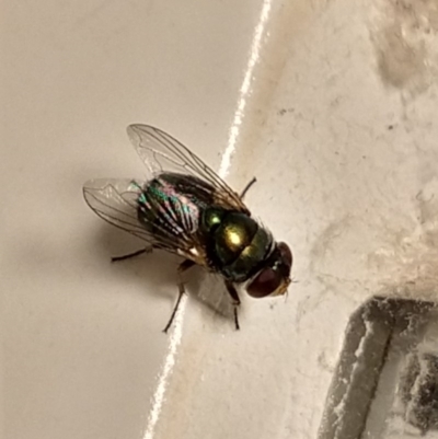 Chrysomya sp. (genus) (A green/blue blowfly) at Greenleigh, NSW - 25 Jan 2019 by LyndalT