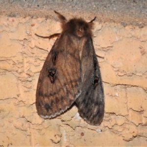 Leptocneria reducta at Wanniassa, ACT - 24 Jan 2019 10:01 PM