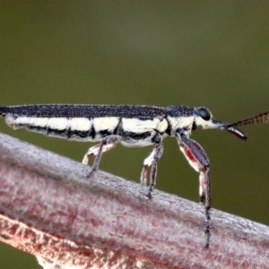 Rhinotia sp. (genus) at Ainslie, ACT - 25 Jan 2019 05:29 PM