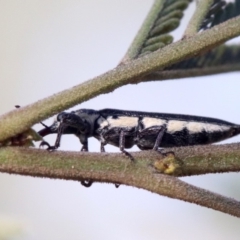 Rhinotia sp. (genus) at Ainslie, ACT - 25 Jan 2019 05:29 PM