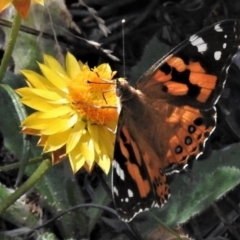 Vanessa kershawi (Australian Painted Lady) at Cotter River, ACT - 25 Jan 2019 by JohnBundock