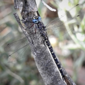 Austroaeschna multipunctata at Cotter River, ACT - 25 Jan 2019 09:32 AM