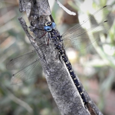 Austroaeschna multipunctata (Multi-spotted Darner) at Namadgi National Park - 24 Jan 2019 by JohnBundock