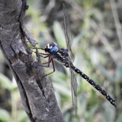 Austroaeschna multipunctata at Cotter River, ACT - 25 Jan 2019 09:32 AM