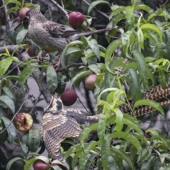 Eudynamys orientalis (Pacific Koel) at Higgins, ACT - 23 Jan 2019 by Alison Milton