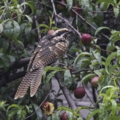 Eudynamys orientalis at Higgins, ACT - 24 Jan 2019