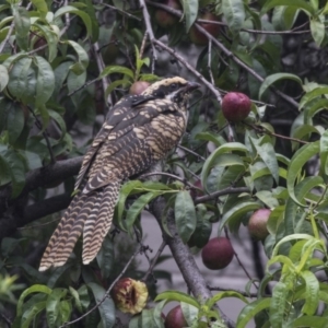 Eudynamys orientalis at Higgins, ACT - 24 Jan 2019