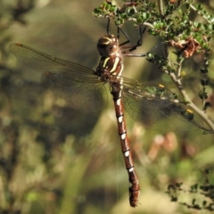 Austroaeschna pulchra (Forest Darner) at Cotter River, ACT - 25 Jan 2019 by JohnBundock