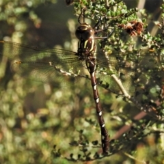 Austroaeschna pulchra at Cotter River, ACT - 25 Jan 2019 09:15 AM