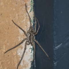 Tasmanicosa sp. (genus) (Unidentified Tasmanicosa wolf spider) at Higgins, ACT - 22 Jan 2019 by AlisonMilton