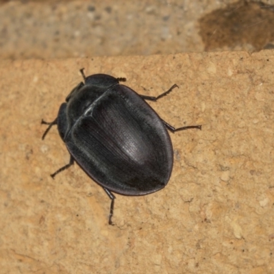 Pterohelaeus piceus (Pie-dish beetle) at Higgins, ACT - 22 Jan 2019 by Alison Milton