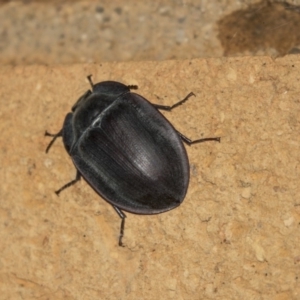 Pterohelaeus piceus at Higgins, ACT - 22 Jan 2019